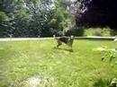 My German Shepard playing with the hose