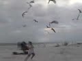 When Seagulls Attack