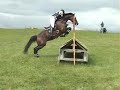 A Million Dollar Horse ...