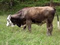 Fleckvieh Simmental 2007