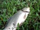Wild Carp Fish Wild Carp Fish