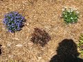 My Newest Garden, Part 1