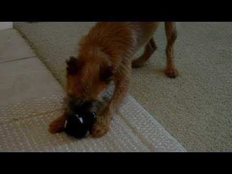 how to take care of a zhu zhu pet