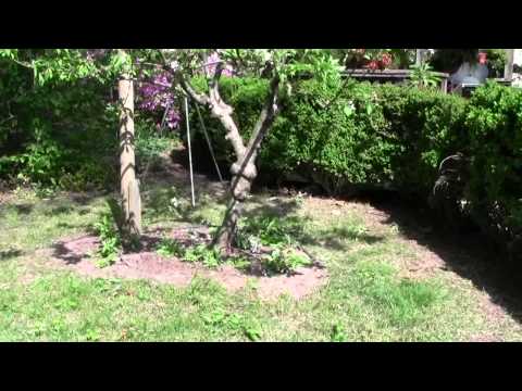 how to fertilize old trees