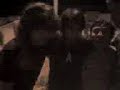 emo kiss wakalaa a la verga
