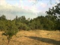 Kopa cura vinograd (selo Braničevo) - full version