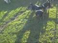Little dogs playing in yard