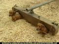 Oxen vs. Dachshund Sprint Commercial