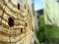 Leafcutter Bee close-up