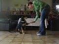 max-gib-pfote.html