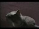 Five Minutes With My Seductive, Sensual Cat