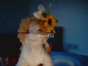Webkinz easiest contest in the world Webkinz easiest contest in the world