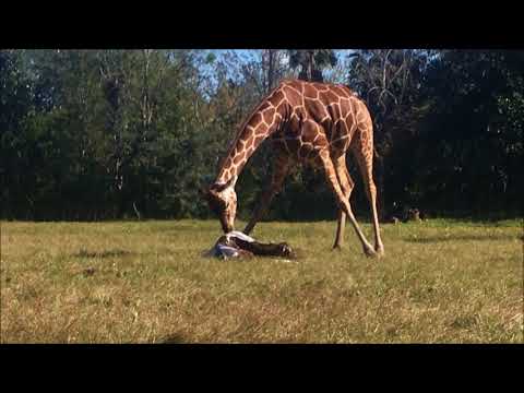 Jacksonville/USA: Giraffengeburt im Jacksonville Zoo -  ...