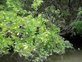El Manglar Nos Habla