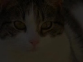 Cats     mes Chats    Music  Comme toi