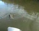 Chi lavora non piglia i big fish!