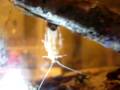 jamie kennedy experience exterminator