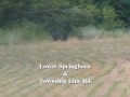 Bear near Waynesville, Ohio