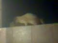 dos gatos...