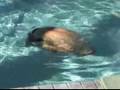 How to Swim Competitive Freestyle : How to Do Flip Turns in Freestyle Swimming