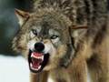 Don't Mess With These Wolves