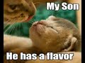 *** very funny cats 5 ***