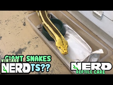 YouTube reptile video