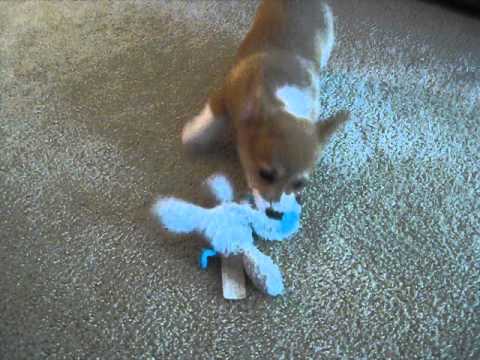 Austin Playing Inside