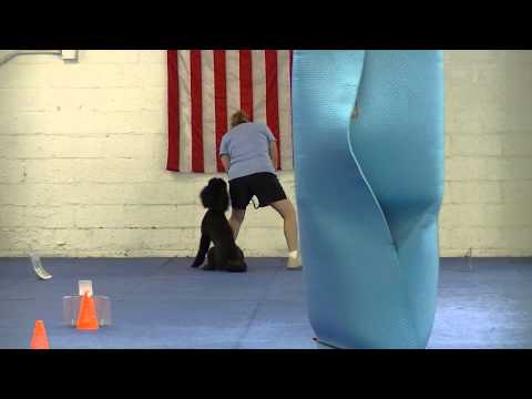 WCRL - Aven earning leg 3 of the 10 needed for her WCRL RL1x Ch. title with a 206 on 8/10/14 at Kellar's Canine Academy.