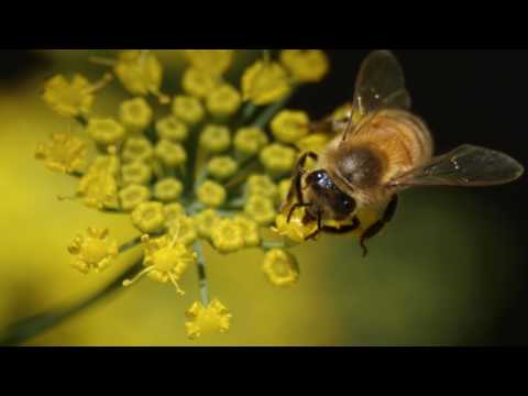 What Is Biodiversity