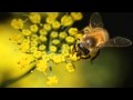 What Is Biodiversity