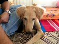 Saluki and a pretzel