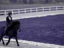 Trot & Tolt Trot & Tolt