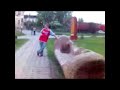 Darek Zimol?g Boss