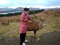 Staglife in Glencoe Scotland