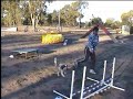 Milhouse doing agility Milhouse doing agility