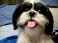 Shih