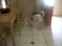 crazy dog. crazy dog.