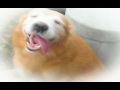 Golden Retrievers - Fun at the Beach