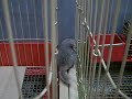 the great escape by joseph the baby chinchilla