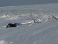magnifique plongeons dans la neige a moscovie en pologne ... lol feinte  c � brunvillers-la-motte en france!!! c'est marrant sur le coup mais apr�s le froid apporte vite ses effets n�fastes ! bref javais la gueule congel�e ! by nigga !