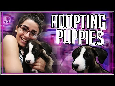 A Day With Puppies | PetSmart Adoption Day