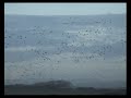 peter skellern 'dreaming' geese in flight just before sunset - southcoast of england