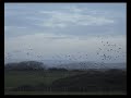 peter skellern 'dreaming' geese in flight just before sunset - southcoast of england