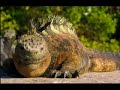 survival-of-the-fittest-ecuador.html