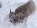 fergus-feena-snow-day-.html