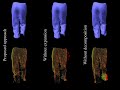 Dense 3D Motion Capture from Synchronized Video Streams