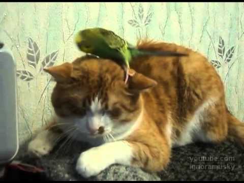 Видео 'Место для гнезда'