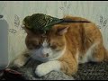 Wrong nest place (Неудачное место для гнезда)