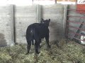 Harwood Cattle Company - Club Calf Sale
